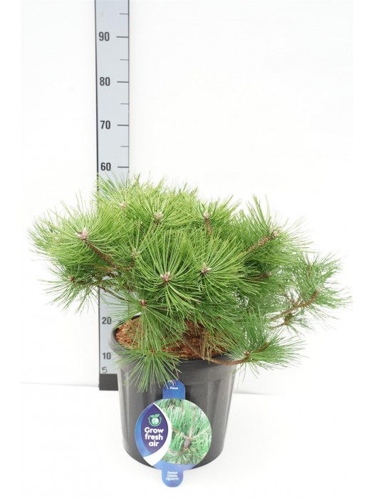 Pušis gausiažiedė (Lot Pinus dens.) 'Jane Kluis' C13 40-50 CM-PUŠYS-SPYGLIUOČIAI