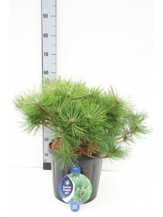 Pušis gausiažiedė (Lot Pinus dens.) 'Jane Kluis' C13 40-50 CM-PUŠYS-SPYGLIUOČIAI