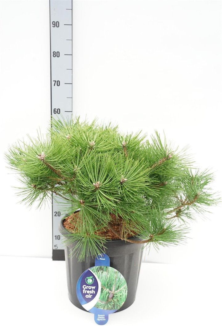 Pušis gausiažiedė (Lot Pinus dens.) 'Jane Kluis' C13 40-50 CM-PUŠYS-SPYGLIUOČIAI