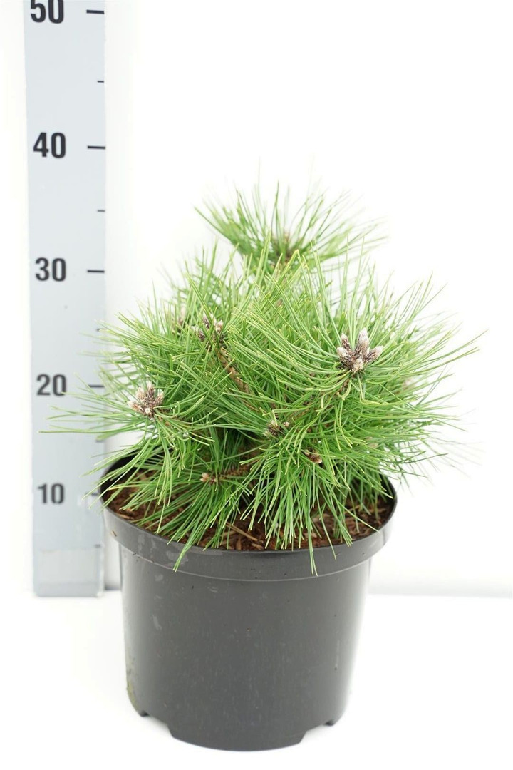 Pušis gausiažiedė (Lot Pinus dens.) 'Jane Kluis' C5/P23 25-30 CM-PUŠYS-SPYGLIUOČIAI