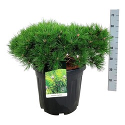 Pušis gausiažiedė (Lot Pinus dens.) 'Low Glow' C30 50-60 CM - nuotrauka 2
