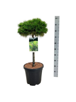 Pušis gausiažiedė (Lot Pinus dens.) 'Low Glow' C15 KOTAS 60 CM-PUŠYS-SPYGLIUOČIAI