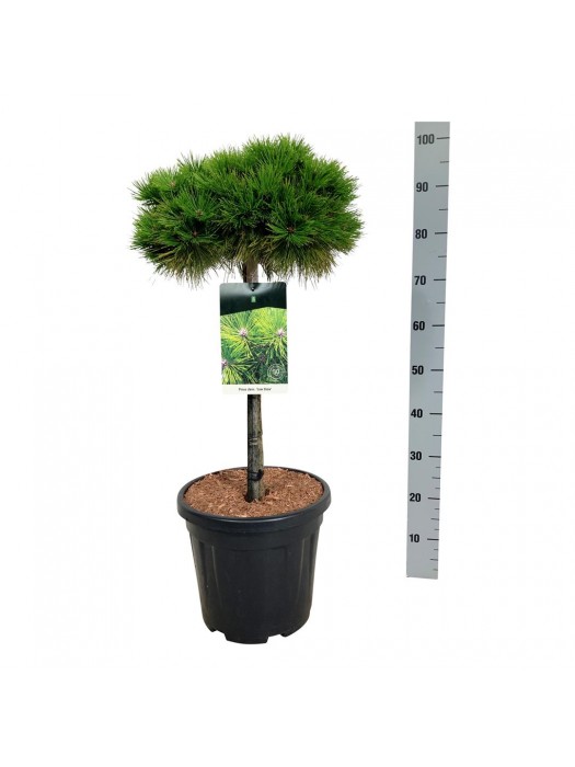 Pušis gausiažiedė (Lot Pinus dens.) 'Low Glow' C15 KOTAS 60 CM-PUŠYS-SPYGLIUOČIAI