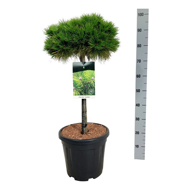 Pušis gausiažiedė (Lot Pinus dens.) 'Low Glow' C15 KOTAS 60 CM-PUŠYS-SPYGLIUOČIAI