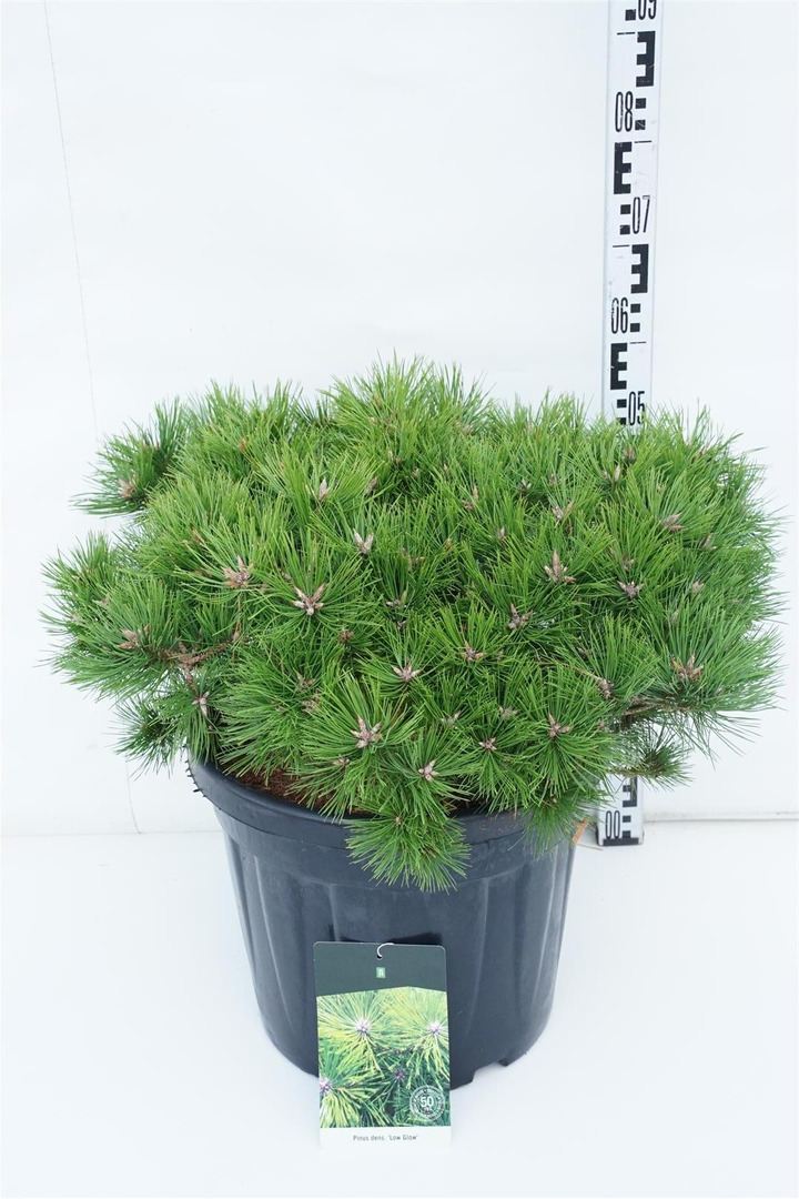 Pušis gausiažiedė (Lot Pinus dens.) 'Low Glow' C30 60-80 CM-PUŠYS-SPYGLIUOČIAI