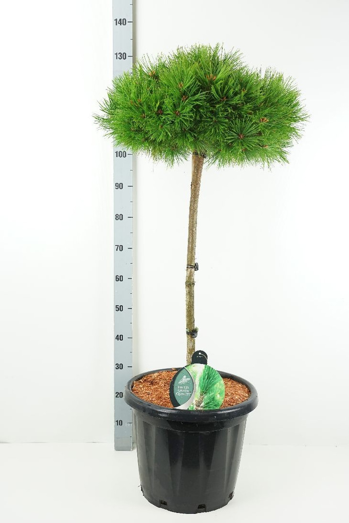 Pušis gausiažiedė (Lot Pinus dens.) 'Low Glow' C25 KOTAS 70 CM-PUŠYS-SPYGLIUOČIAI