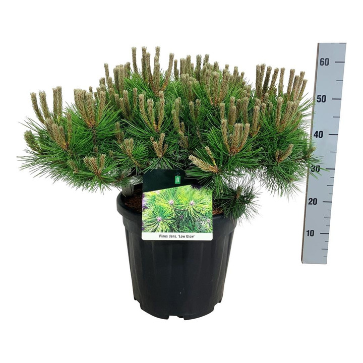 Pušis gausiažiedė (Lot Pinus dens.) 'Low Glow' C15 50-60 CM-PUŠYS-SPYGLIUOČIAI