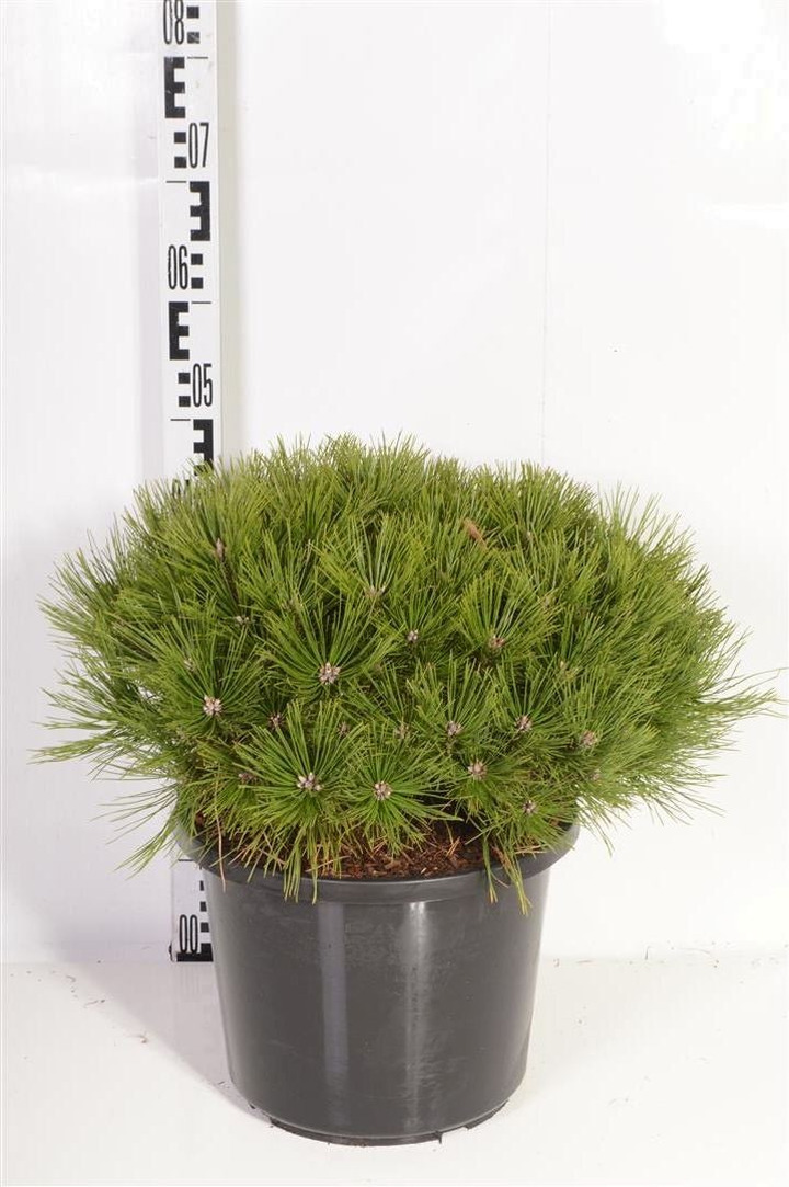 Pušis gausiažiedė (Lot Pinus dens.) 'Low Glow' C12 35-40 CM-PUŠYS-SPYGLIUOČIAI