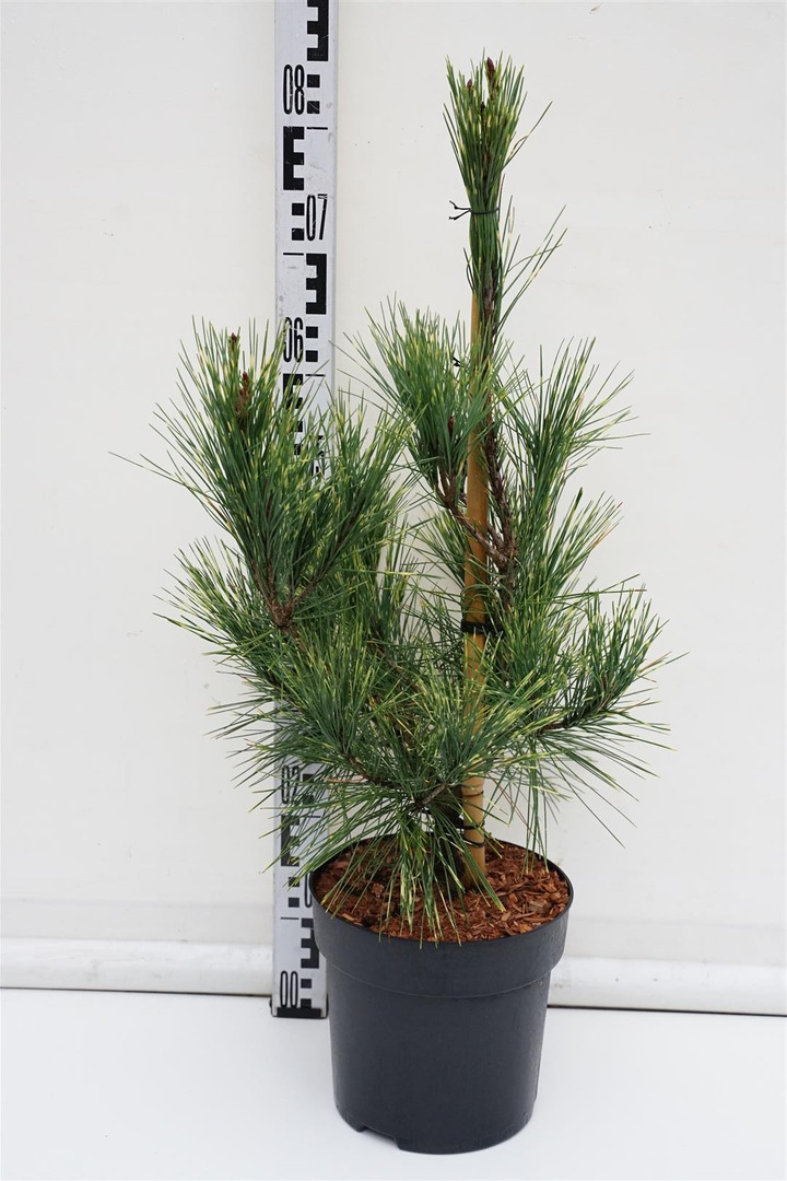 Pušis gausiažiedė (Lot Pinus dens.) 'Oculus-draconis' C6,5/P24 40-60 CM-PUŠYS-SPYGLIUOČIAI