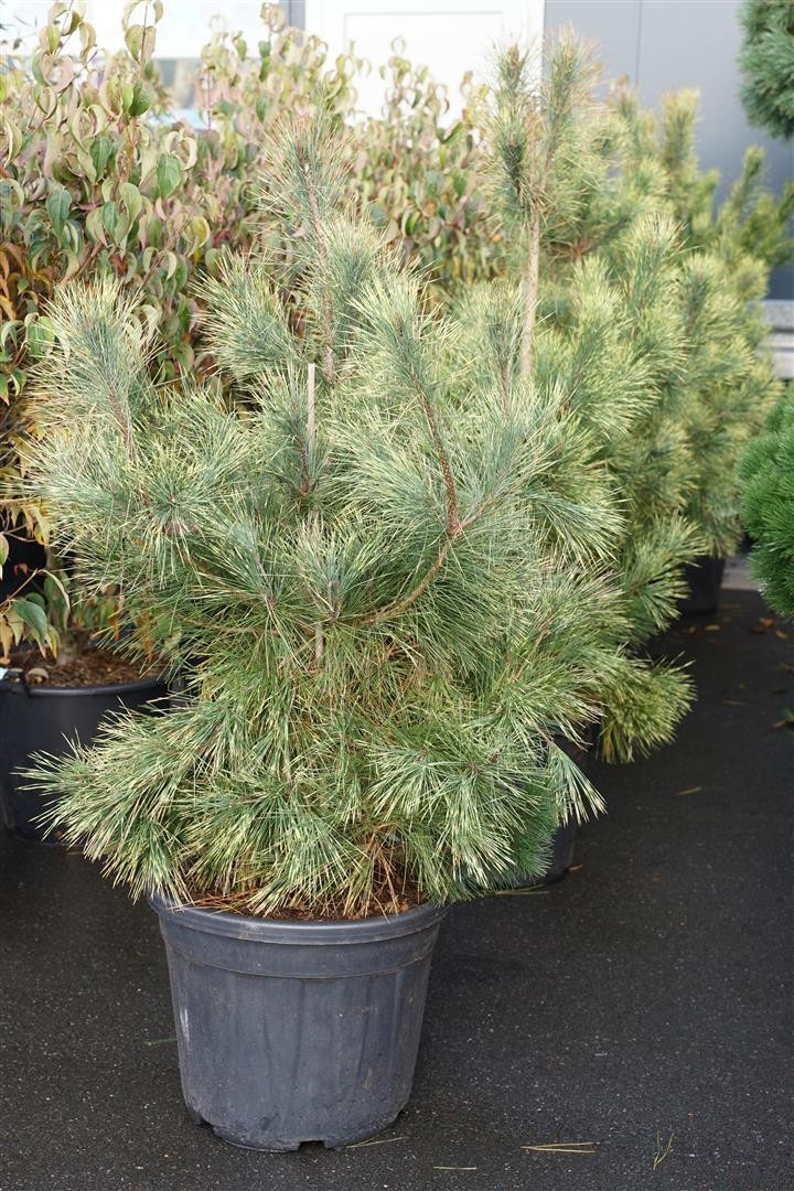 Pušis gausiažiedė (Lot Pinus dens.) 'Oculus-draconis' C55 125-150 CM-PUŠYS-SPYGLIUOČIAI