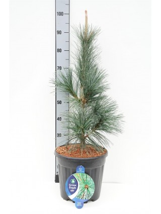 Pušis lanksčioji (Lot Pinus flex.) 'Vanderwolf's Pyramid' C13 60-70 CM-PUŠYS-SPYGLIUOČIAI