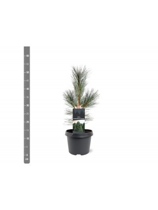 Pušis lanksčioji (Lot Pinus flex.) 'Vanderwolf's Pyramid' C3/P19 30-40 CM-PUŠYS-SPYGLIUOČIAI