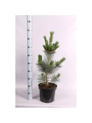 Pušis lanksčioji (Lot Pinus flex.) 'Vanderwolf's Pyramid' C7,5/P26 50-60 CM-PUŠYS-SPYGLIUOČIAI