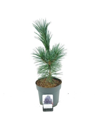 Pušis lanksčioji (Lot Pinus flex.) 'Vanderwolf's Pyramid' C5/P23 30-40 CM-PUŠYS-SPYGLIUOČIAI