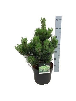 Pušis baltažievė (Lot Pinus heldreichii) 'Compact Gem' C7,5/P26 40-50 CM-PUŠYS-SPYGLIUOČIAI