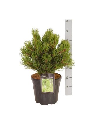 Pušis baltažievė (Lot Pinus heldreichii) 'Compact Gem' C15 30-40 CM-PUŠYS-SPYGLIUOČIAI