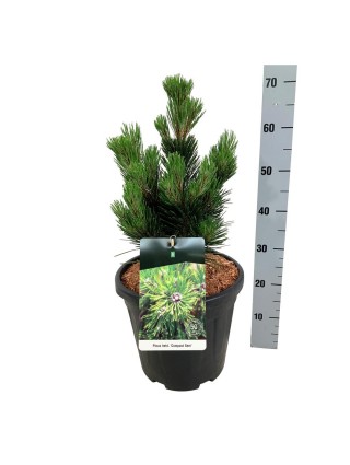 Pušis baltažievė (Lot Pinus heldreichii) 'Compact Gem' C15 30-40 CM-PUŠYS-SPYGLIUOČIAI