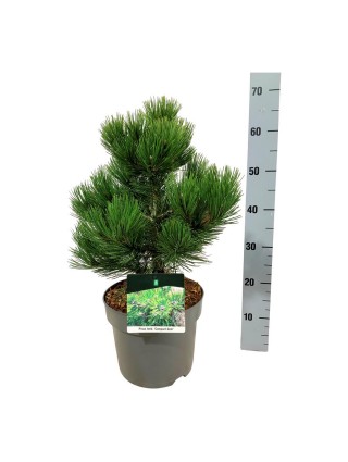 Pušis baltažievė (Lot Pinus heldreichii) 'Compact Gem' C7,5/P26 30-40 CM-PUŠYS-SPYGLIUOČIAI