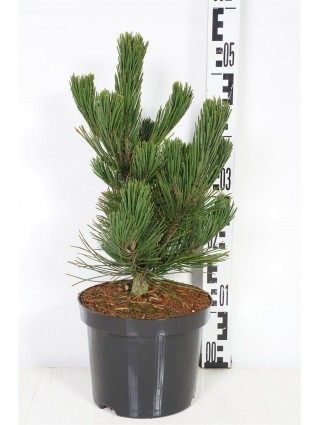 Pušis baltažievė (Lot Pinus heldreichii) 'Compact Gem' C4/P21 25-30 CM-PUŠYS-SPYGLIUOČIAI