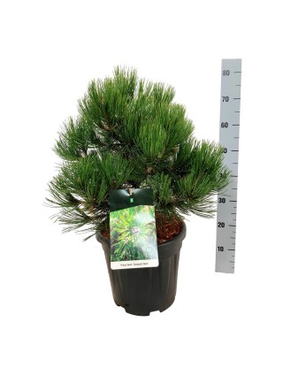 Pušis baltažievė (Lot Pinus heldreichii) 'Compact Gem' C15 40-50 CM-PUŠYS-SPYGLIUOČIAI