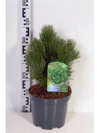 Pušis baltažievė (Lot Pinus heldreichii) 'Compact Gem' C5/P23 30-40 CM-PUŠYS-SPYGLIUOČIAI