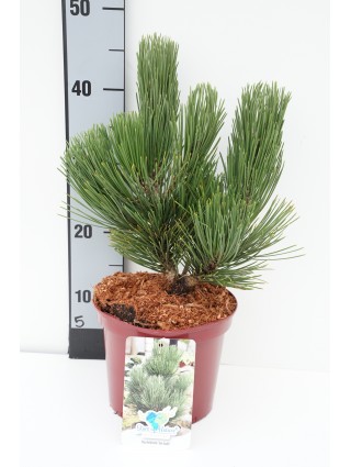 Pušis baltažievė (Lot Pinus heldreichii) 'Den Ouden' C3/P19 25-30 CM-PUŠYS-SPYGLIUOČIAI