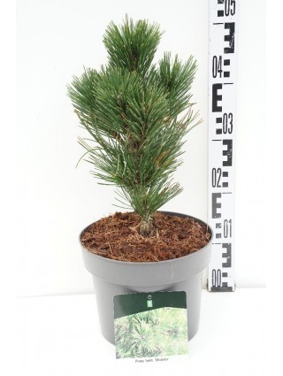 Pušis baltažievė (Lot Pinus heldreichii) 'Malinki' C5/P23 25-30 CM-PUŠYS-SPYGLIUOČIAI