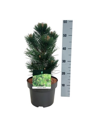 Pušis baltažievė (Lot Pinus heldreichii) 'Malinki' C5/P23 30-40 CM-PUŠYS-SPYGLIUOČIAI