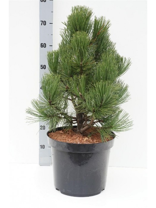 Pušis baltažievė (Lot Pinus heldreichii) 'Malinki' C12 50-60 CM-PUŠYS-SPYGLIUOČIAI