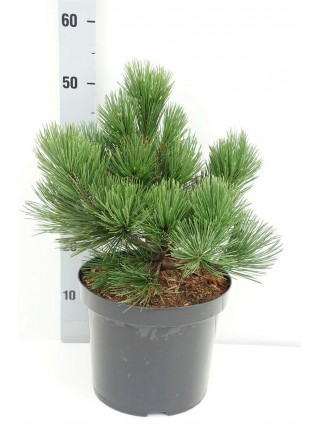 Pušis baltažievė (Lot Pinus heldreichii) 'Malinki' C7,5/P26 25-30 CM-PUŠYS-SPYGLIUOČIAI