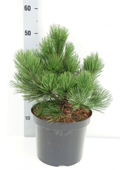 Pušis baltažievė (Lot Pinus heldreichii) 'Malinki' C7,5/P26 25-30 CM-PUŠYS-SPYGLIUOČIAI