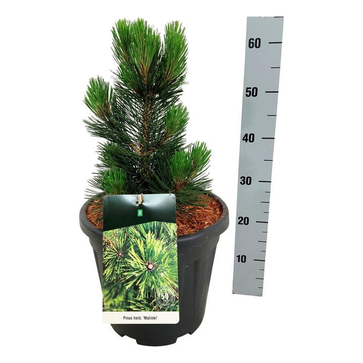 Pušis baltažievė (Lot Pinus heldreichii) 'Malinki' C15 30-40 CM-PUŠYS-SPYGLIUOČIAI