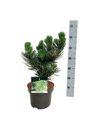 Pušis baltažievė (Lot Pinus heldreichii) 'Satellit' C5/P23 25-30 CM-PUŠYS-SPYGLIUOČIAI