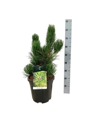 Pušis baltažievė (Lot Pinus heldreichii) 'Satellit' C15 50-60 CM-PUŠYS-SPYGLIUOČIAI