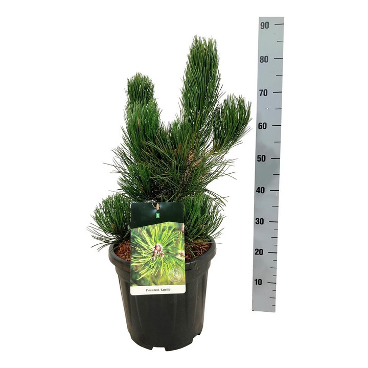 Pušis baltažievė (Lot Pinus heldreichii) 'Satellit' C15 50-60 CM-PUŠYS-SPYGLIUOČIAI