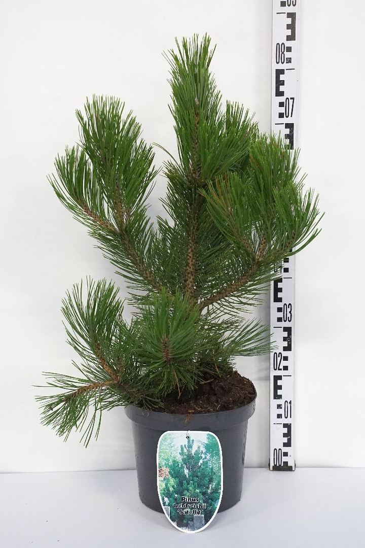 Pušis baltažievė (Lot Pinus heldreichii) 'Satellit' C7,5/P26 40-50 CM-PUŠYS-SPYGLIUOČIAI