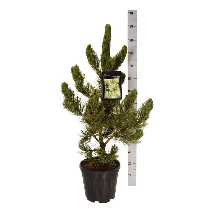 Pušis baltažievė (Lot Pinus heldreichii) 'Satellit' C15 60-80 CM-PUŠYS-SPYGLIUOČIAI