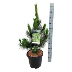 Pušis baltažievė (Lot Pinus heldreichii) 'Satellit' C15 60-80 CM - nuotrauka 2