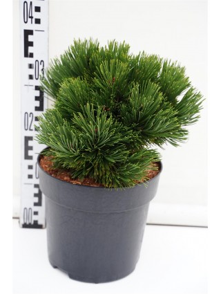 Pušis baltažievė (Lot Pinus heldr.) 'Schmidtii' C6,5/TB24 CM-PUŠYS-SPYGLIUOČIAI