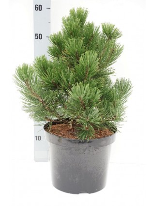 Pušis baltažievė (Lot Pinus held.) 'Zwerg Schneverdingen' C7,5/P26 40-50 CM-PUŠYS-SPYGLIUOČIAI