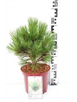 Pušis baltažievė (Lot Pinus leuc.) 'Little Dracula' C3/P19 25-30 CM-PUŠYS-SPYGLIUOČIAI