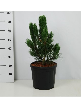 Pušis baltažievė (Lot Pinus leuc.) 'Little Dracula' C13 40-50 CM-PUŠYS-SPYGLIUOČIAI