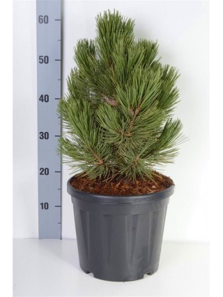 Pušis baltažievė (Lot Pinus leuc.) 'Malinky' C7,5/P26 30-40 CM-PUŠYS-SPYGLIUOČIAI