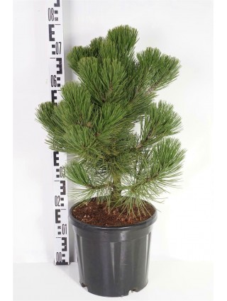 Pušis baltažievė (Lot Pinus leuc.) 'Malinky' C10 40-50 CM-PUŠYS-SPYGLIUOČIAI