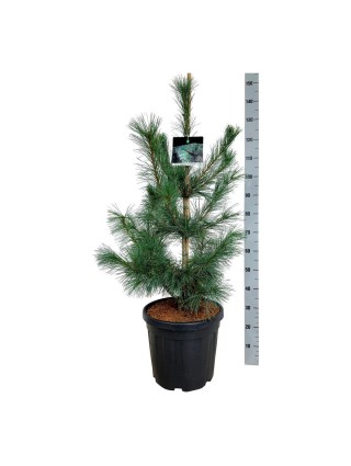 Pušis kalvinė (Lot Pinus monticola) 'Ammerland' C30 100-125CM-PUŠYS-SPYGLIUOČIAI