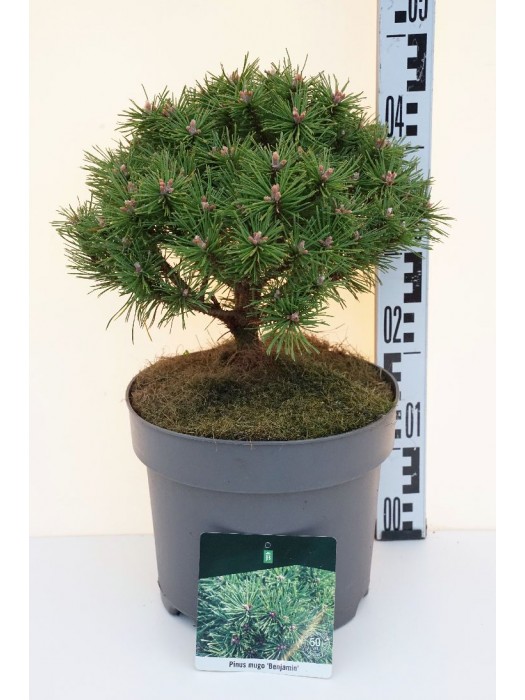 Pušis kalninė (Lot Pinus mugo) 'Benjamin' C7,5/P26 25-30 CM-PUŠYS-SPYGLIUOČIAI