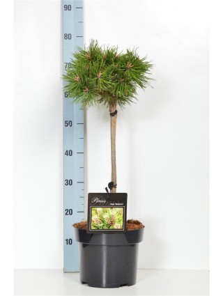 Pušis kalninė (Lot Pinus mugo) 'Benjamin' C5/P23 KOTAS 40 CM-PUŠYS-SPYGLIUOČIAI