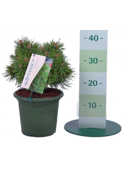 Pušis kalninė (Lot Pinus mugo) 'Benjamin' C4/P21 20-25 CM-PUŠYS-SPYGLIUOČIAI