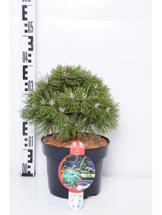 Pušis kalninė (Lot Pinus mugo) 'Benjamin' C5/P23 20-25 CM-PUŠYS-SPYGLIUOČIAI