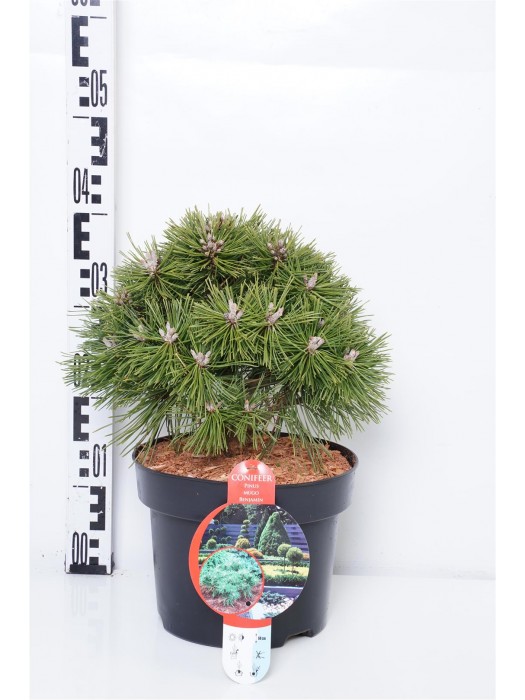 Pušis kalninė (Lot Pinus mugo) 'Benjamin' C5/P23 20-25 CM-PUŠYS-SPYGLIUOČIAI